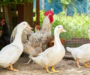 mixed-flock-ducks-chickens (1)