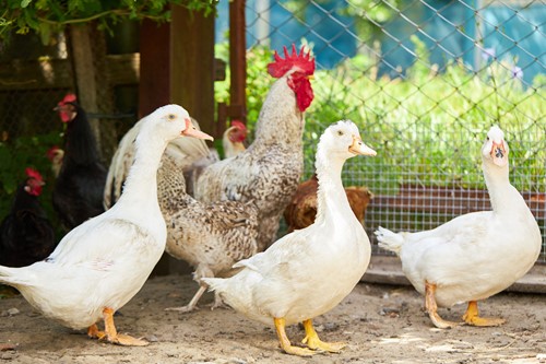 mixed-flock-ducks-chickens (1)