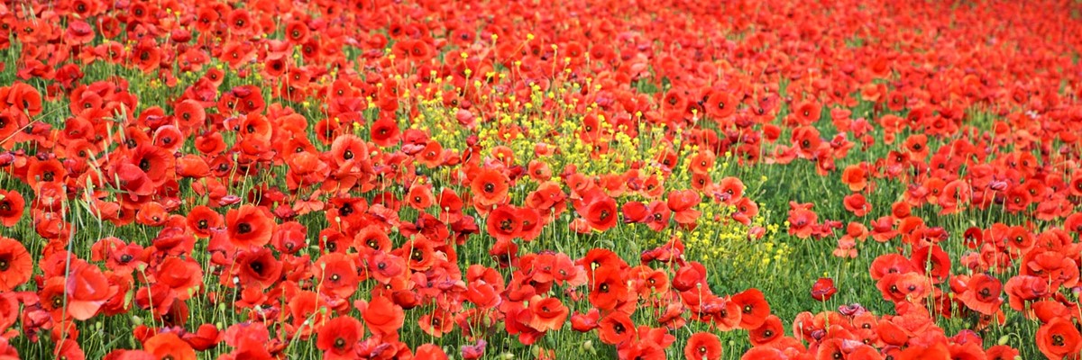Remembrance Services  