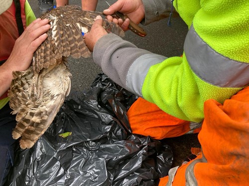 Rescued owl