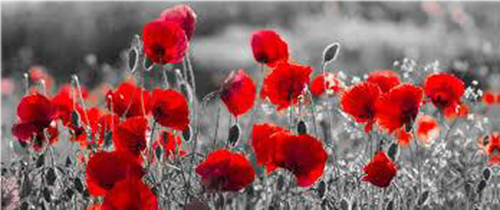 Remembrance Day