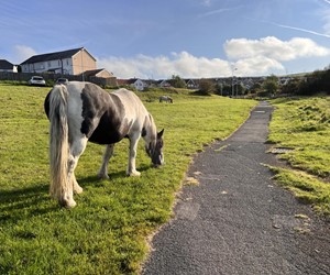 horses PANT